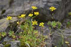 Saxifraga brunonis